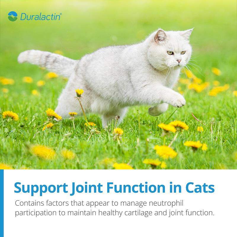 Duralactin Feline + Fatty Acids, 60 soft chews