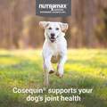 Cosequin Max Strength Joint Supplement for Dogs w/MSM plus Omega-3's
