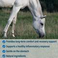 Absorbine Bute-Less Paste 3 Dose Syringe, 1 oz