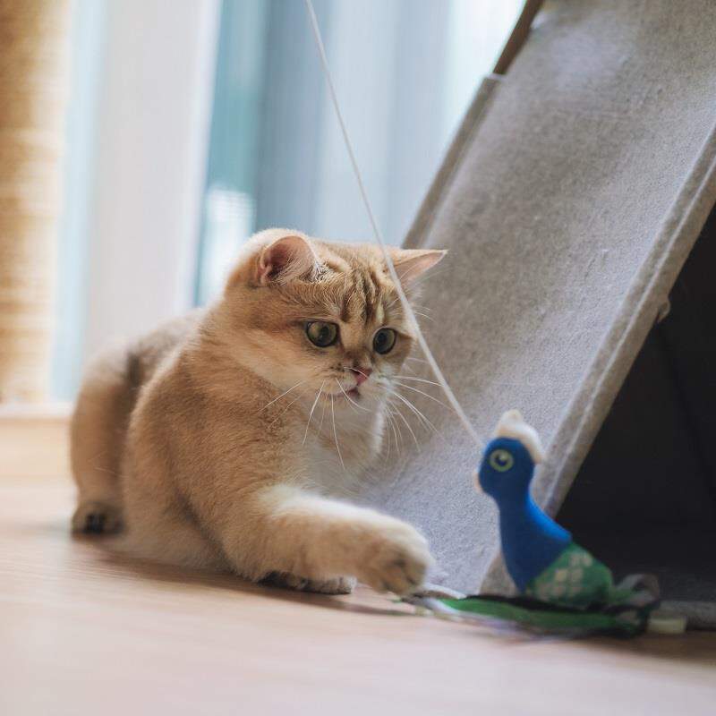 Catney One Kidney Supplement for Cats, 30 packets