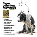Super Multivitamin CoQ10 & Probiotic Soft Chews for Dogs, 60 ct