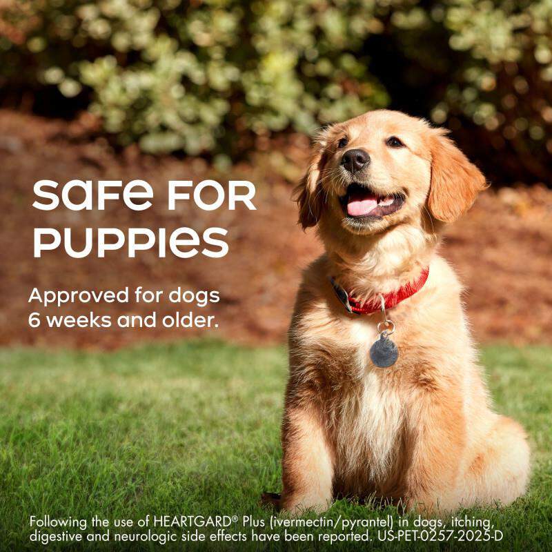 Heartgard Plus Chewables for Dogs