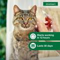 Advantage II for Cats
