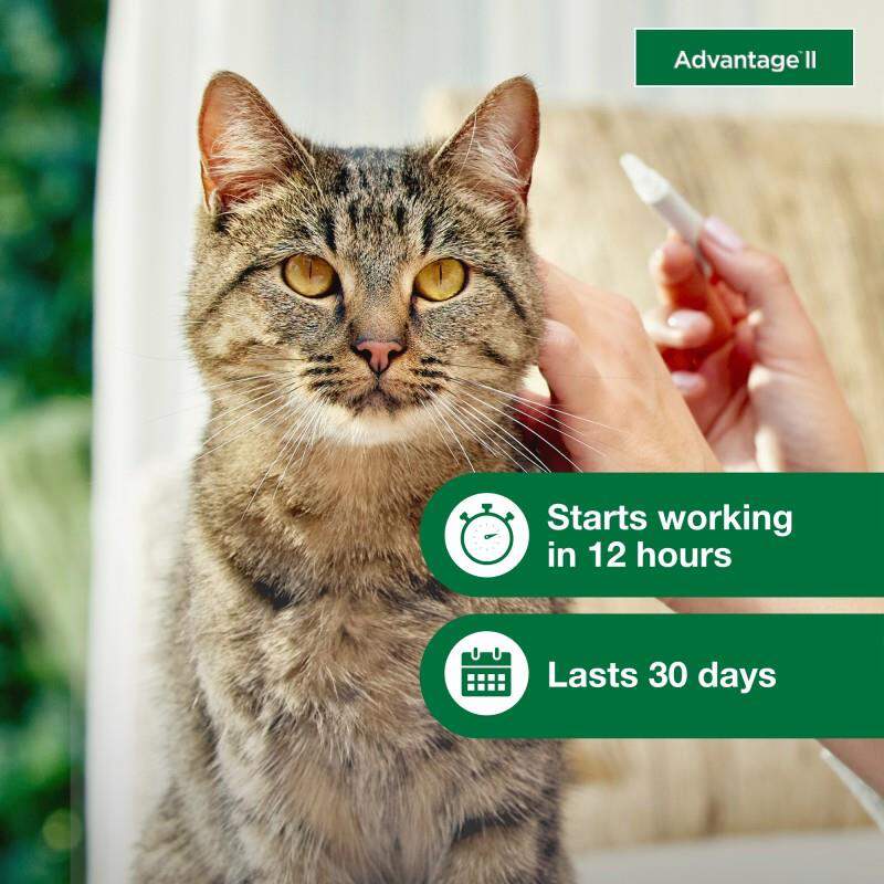 Advantage II for Cats