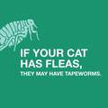Bayer Tapeworm Dewormer (Praziquantel) for Cats, 3 Tablets