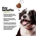 Calming Hemp Oil + KSM-66 Ashwagandha Soft Chews for Dogs, 60 ct