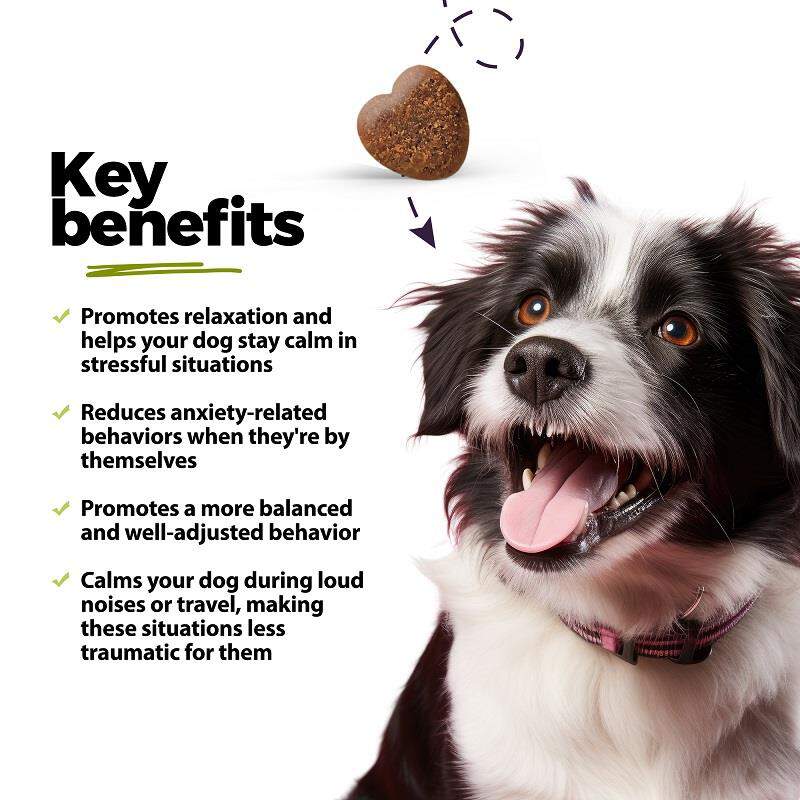 Calming Hemp Oil + KSM-66 Ashwagandha Soft Chews for Dogs, 60 ct