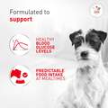 Royal Canin Veterinary Diet Adult Glycobalance Small Dog Dry Food