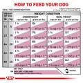 Royal Canin Veterinary Diet Adult Renal Support F Dry Dog Food