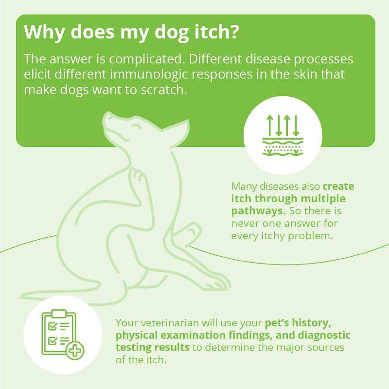 DermAllay Oatmeal Shampoo