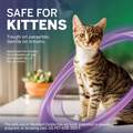 NexGard COMBO Topical for Cats and Kittens