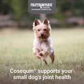 Nutramax Cosequin Minis Joint Supplement for Small Dogs, Max Strength with MSM plus Omega-3's, 45 Soft Chews