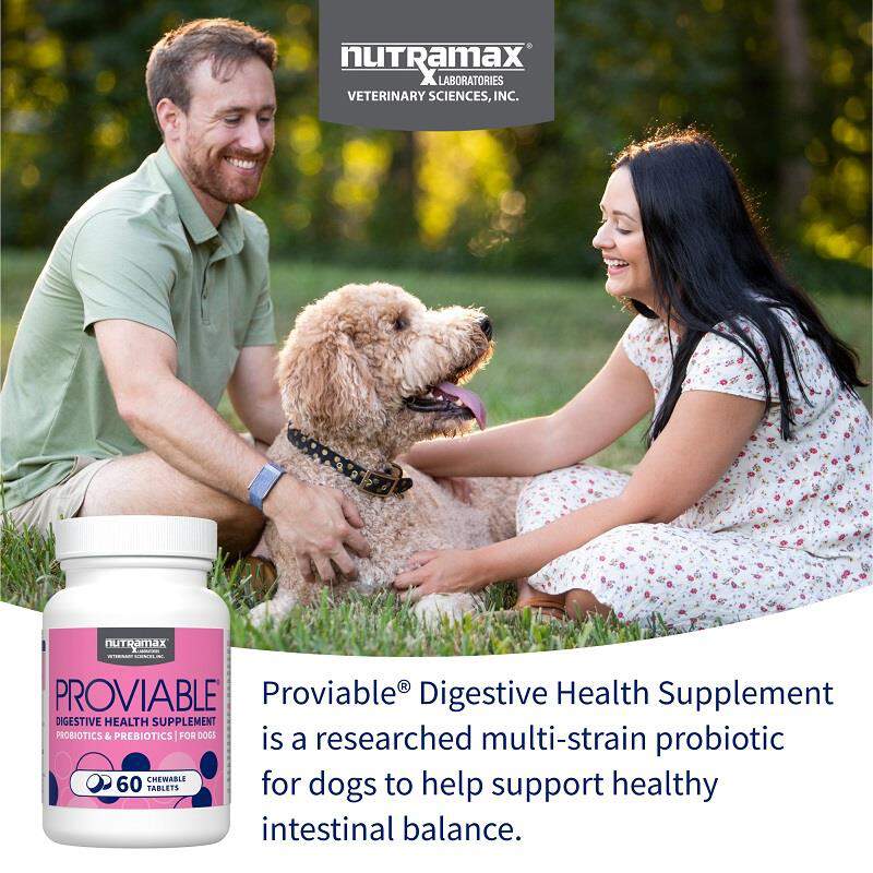 Proviable-DC Digestive Health Supplement for Dogs, 60 Chewable Tablets