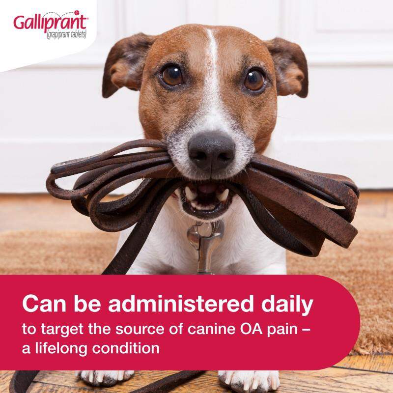 Galliprant Tablets for Dogs