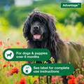 Advantage Treatment Spray for Dogs, 15 oz