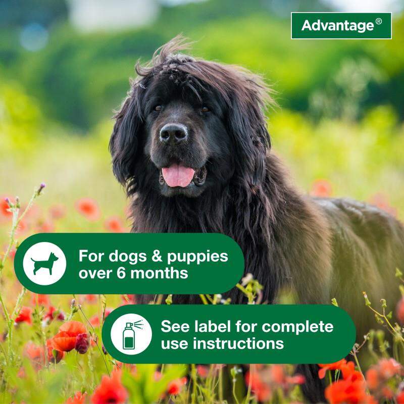 Advantage Treatment Spray for Dogs, 15 oz