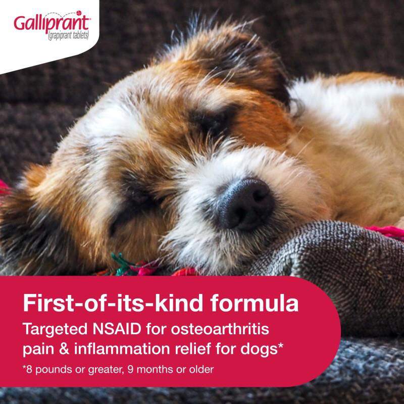 Galliprant Tablets for Dogs