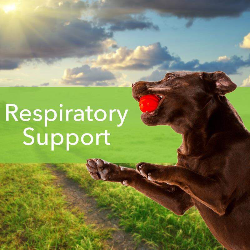 Pet Wellbeing Throat Gold for Dogs and Cats 2 oz