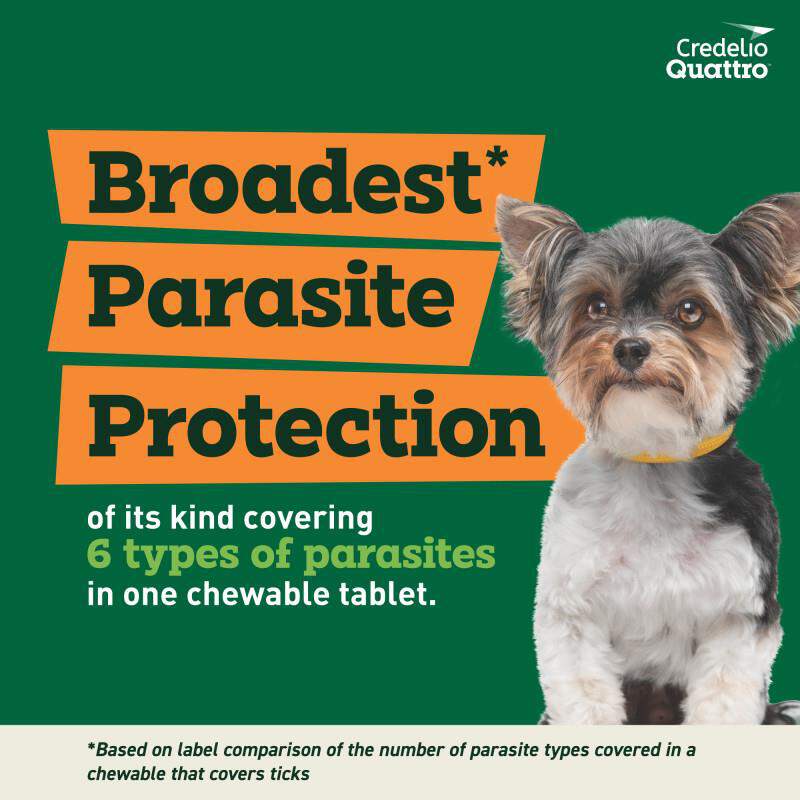 Credelio Quattro Flavored Chewable Tablet for Dogs & Puppies