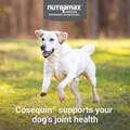 Nutramax Cosequin Maximum Strength Plus MSM and HA for Dogs, 75 Chew Tabs