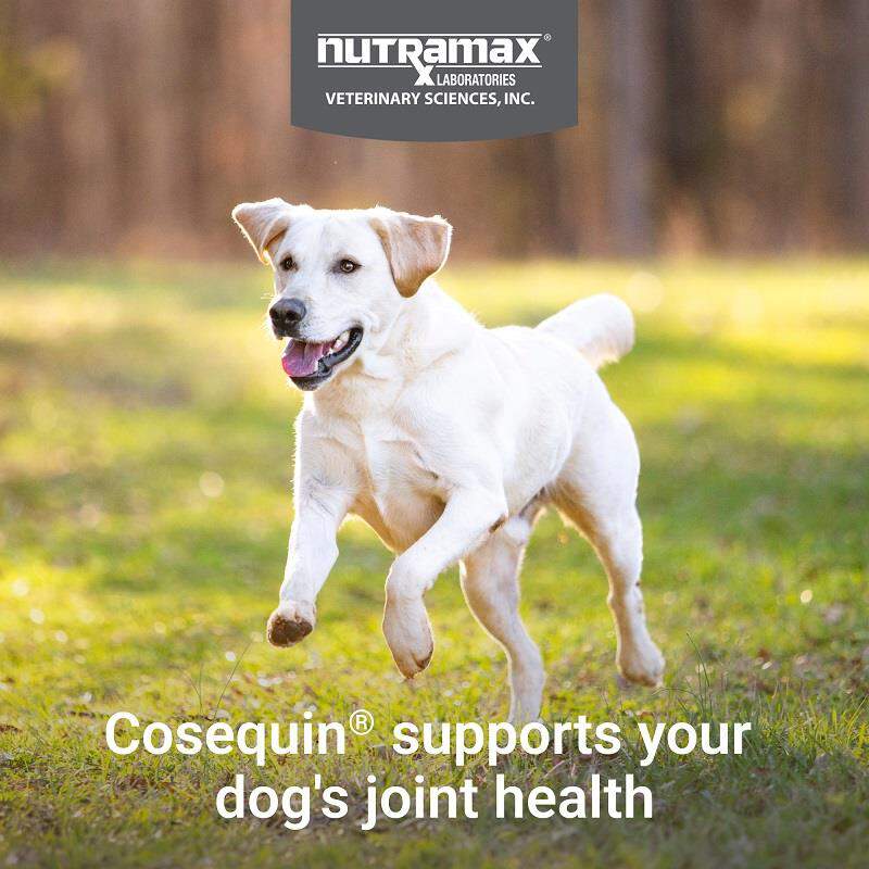 Nutramax Cosequin Maximum Strength Plus MSM and HA for Dogs, 75 Chew Tabs