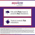 Bravecto Topical Solution for Cats
