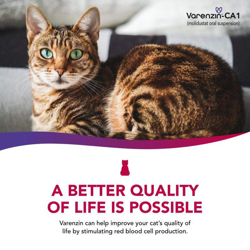 Varenzin-CA1 (Molidustat Oral Suspension), 27 ml