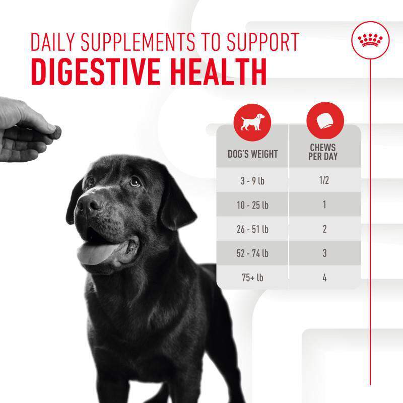 Royal Canin Adult Digestive Chewable Supplements for Dogs, 60 Soft Chews