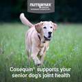 Cosequin Senior Maximum Strength Joint Health Supplement for Dogs, 120 Soft Chews