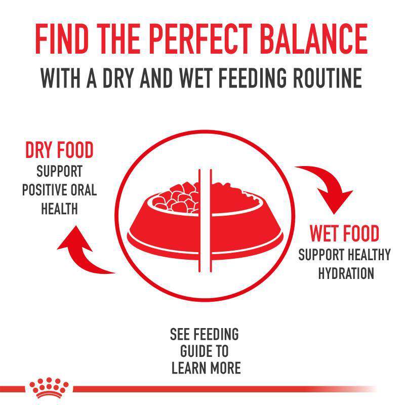 Royal Canin Veterinary Diet Adult Renal Support D Thin Slices in Gravy Canned Cat Food, 3 oz cans