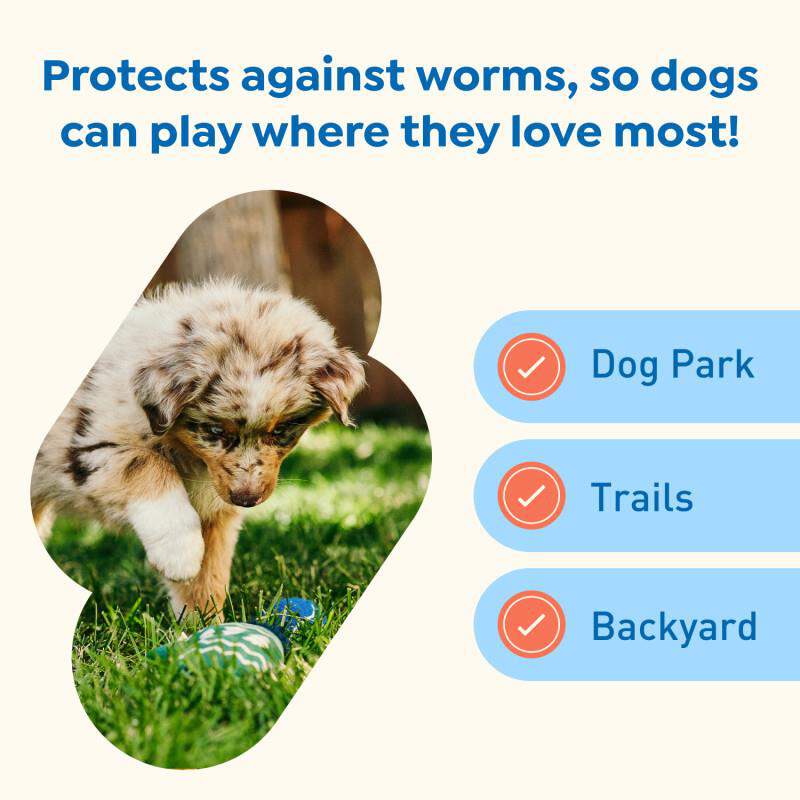 Interceptor Plus Chewable Tablets for Dogs