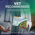 NexGard COMBO Topical for Cats and Kittens