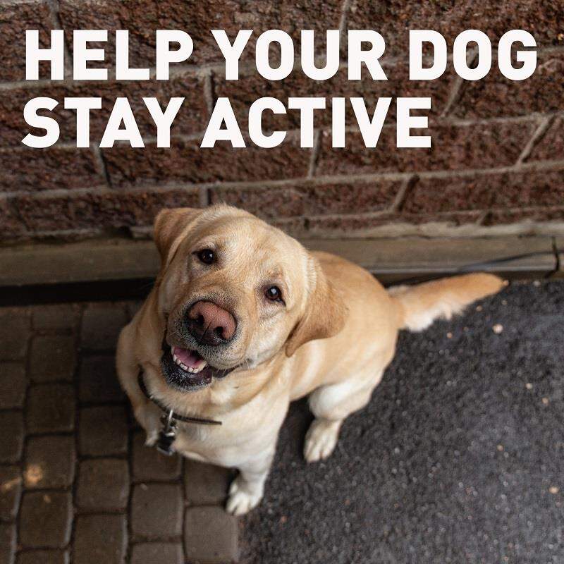 Deramaxx Chewable Tablets for Dogs