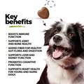 Super Multivitamin CoQ10 & Probiotic Soft Chews for Dogs, 60 ct