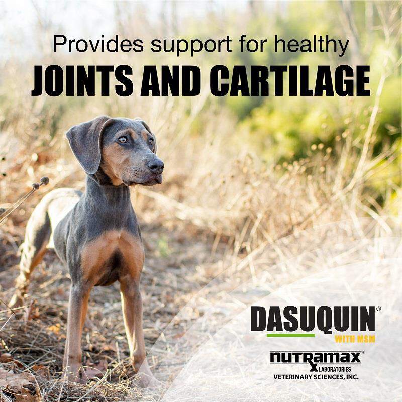 Dasuquin with MSM for Dogs