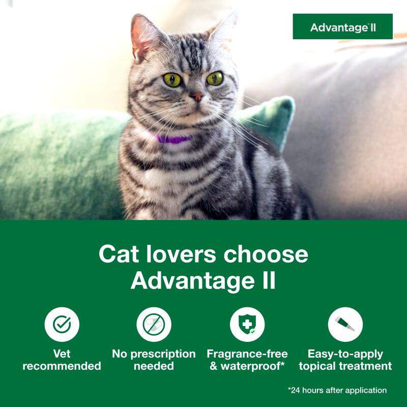 Advantage II for Cats