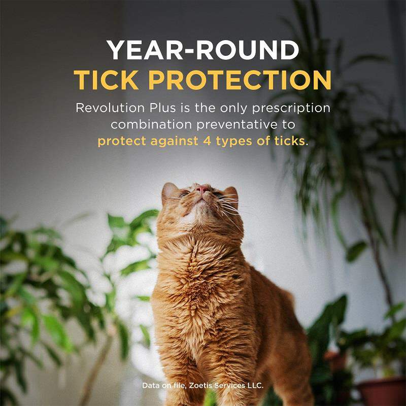 Revolution Plus for Cats