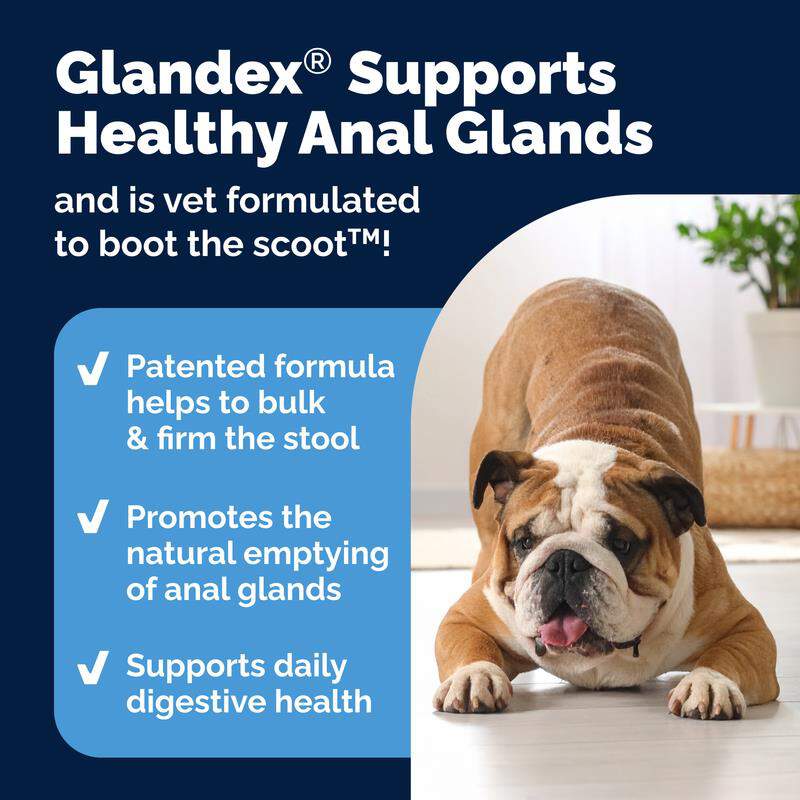 Glandex Anal Gland Support Peanut Butter Chews for Dogs